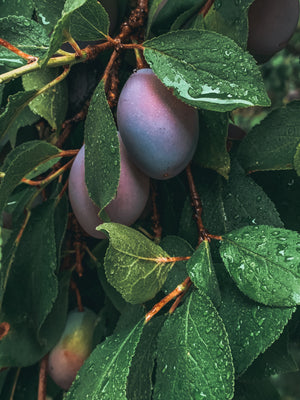 Plum Oil